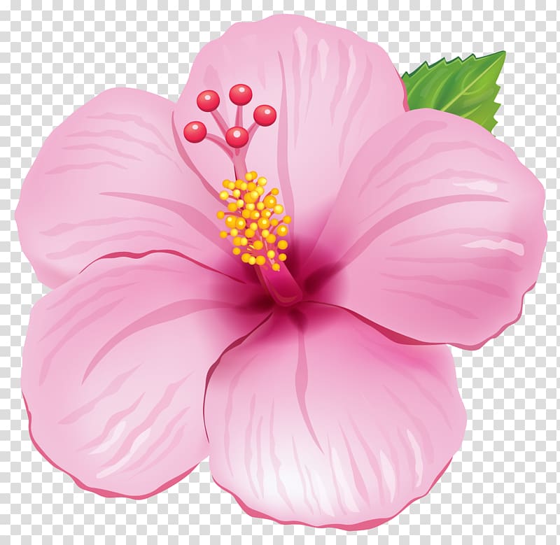 Vibrant pink hibiscus flower with yellow stamens, red stigma, and green leaf on transparent background.