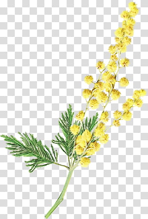 A sprig of yellow mimosa flowers with delicate feathery green foliage on a transparent background.