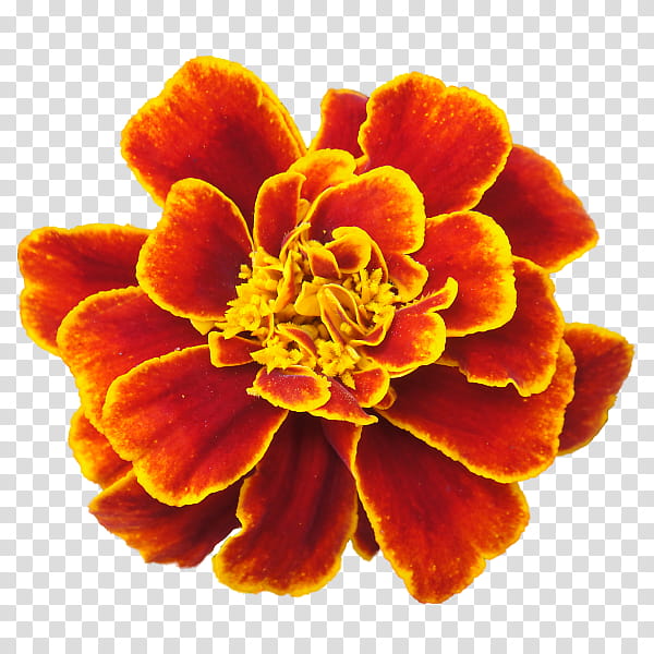 Marigold Flower Close-Up - Bright Orange-Red Bloom for Gardens & Design