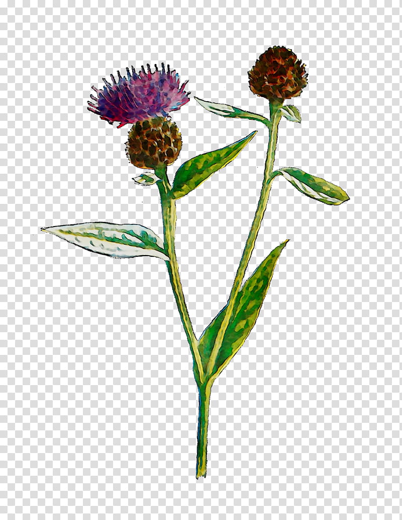 Thistle Flower Illustration | Botanical Watercolor Art