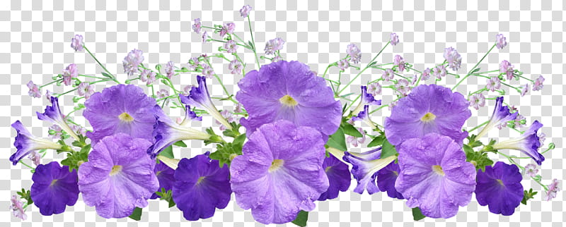 Purple Petunia Floral Border - Free PNG Clipart for Design Projects