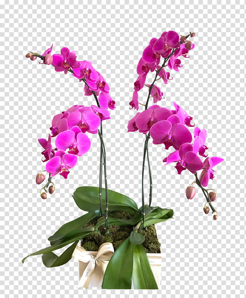 Vibrant pink Phalaenopsis orchid arrangement in a white pot with moss and ribbon, blooming gracefully against transparent background.