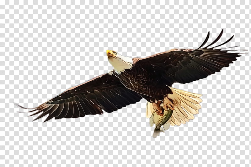 EAGLE SVG eagle clipart eagles cut file eagle shirt flying eagle eagle  wings animal svg wild animal svg animal clipart eagle png d111