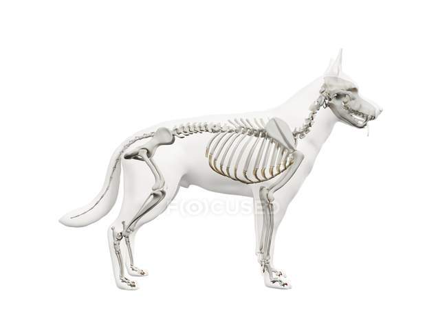 Anatomical 3D model of a dog’s skeletal system, showing full-body bone structure in side profile against white background.