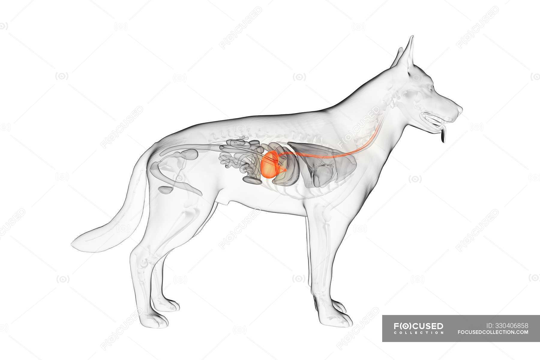 Anatomical illustration of a dog showing the esophagus and stomach highlighted in orange within a translucent body.