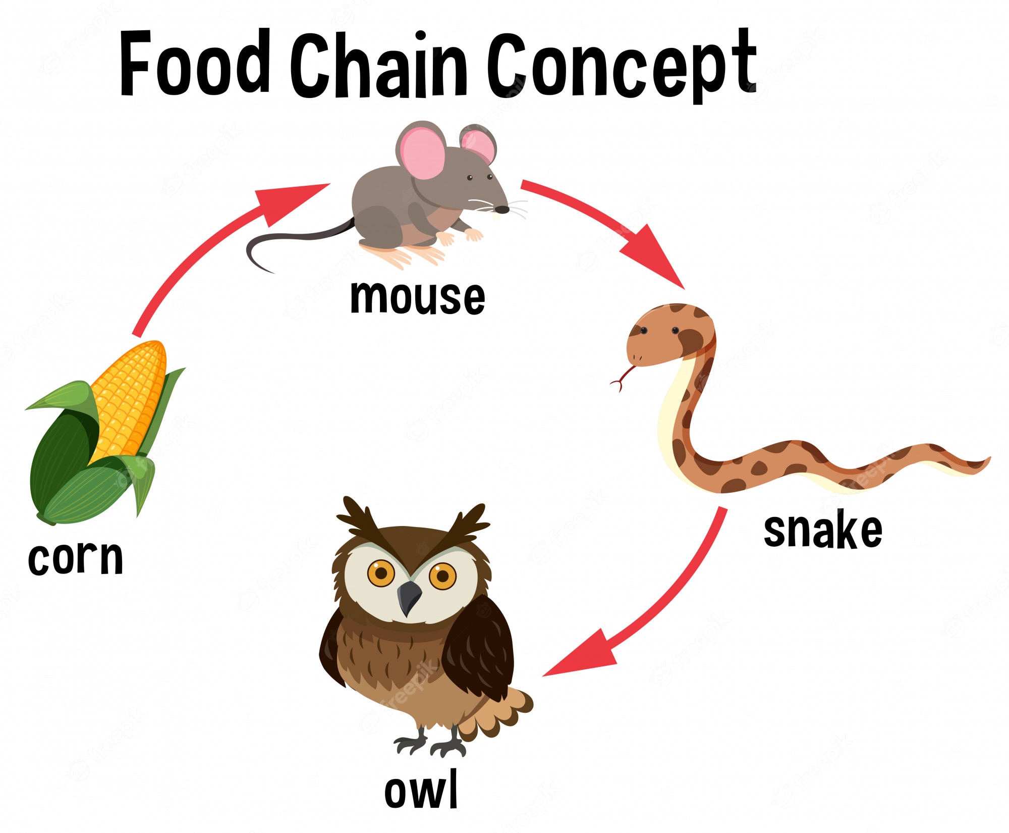 Food Chain Clip Art Black And White | Sexiz Pix