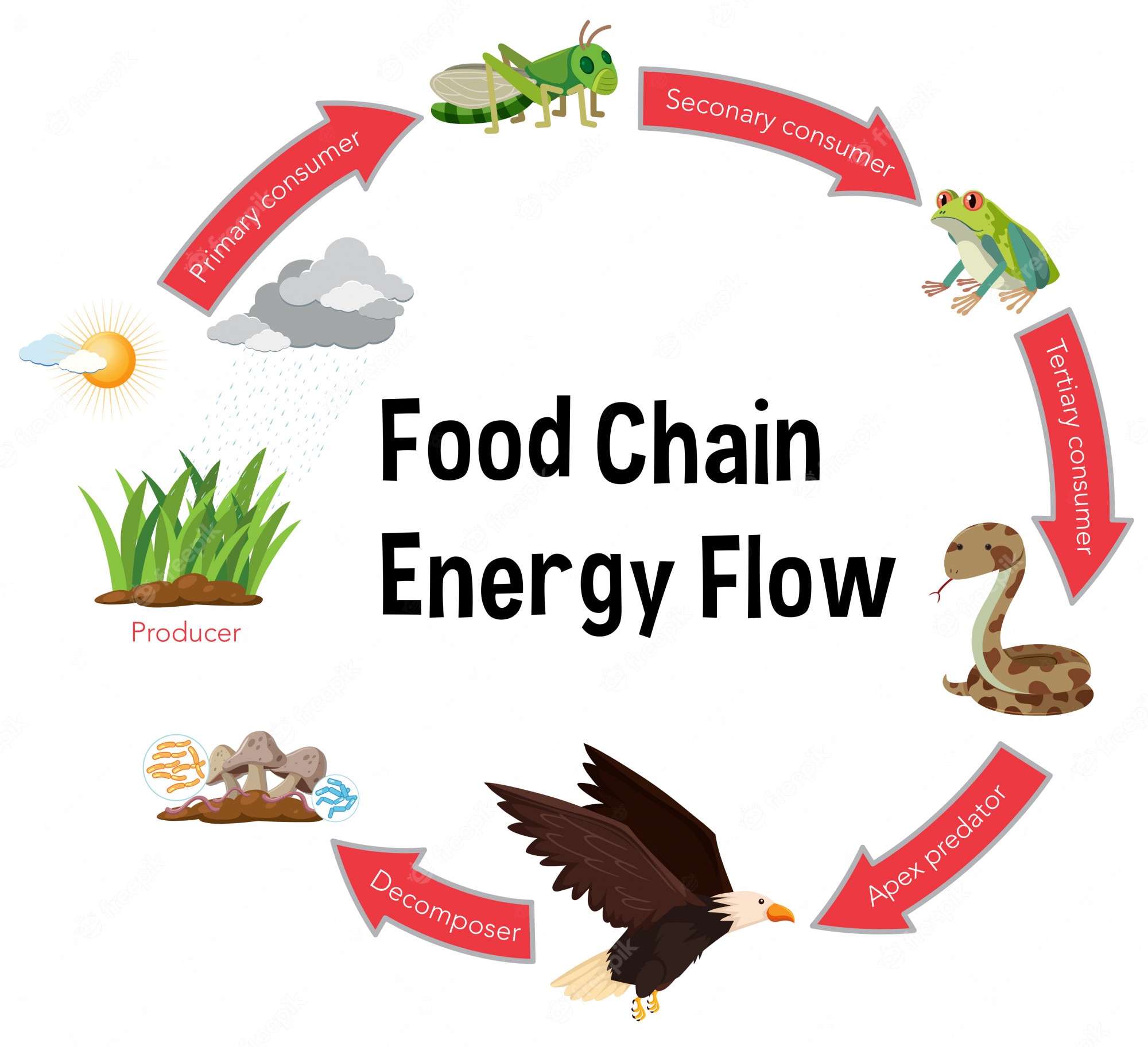 Diagram showing food chain energy flow from producer (grass) to primary consumer (grasshopper), secondary (frog), tertiary (snake), apex predator (eagle), and decomposers.