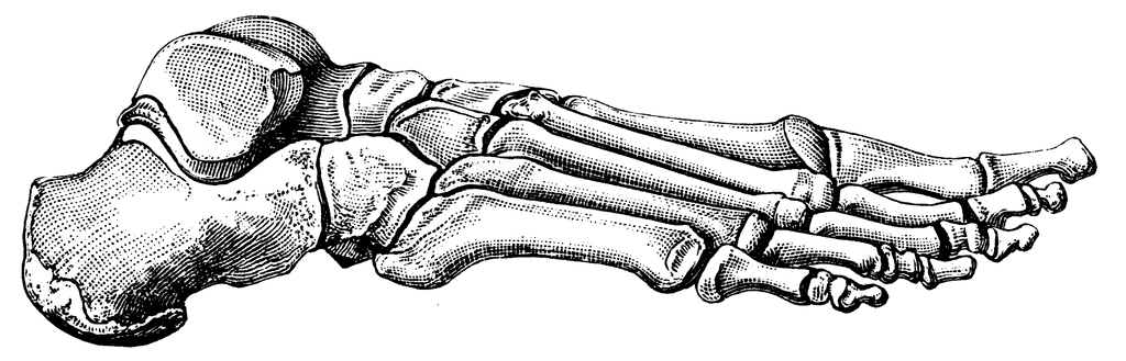 Detailed black-and-white anatomical illustration of the human foot skeleton, showing tarsals, metatarsals, and phalanges.