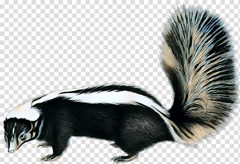 A striped skunk in profile with raised bushy tail, black and white fur, and alert posture on transparent background.