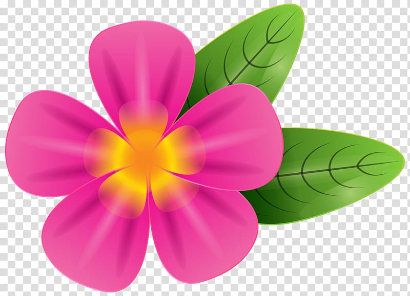 Vibrant pink tropical flower with yellow center and two green leaves on transparent background.