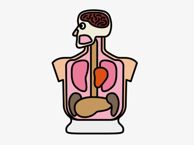 Human Body Anatomy Diagram for Education and Medical Reference