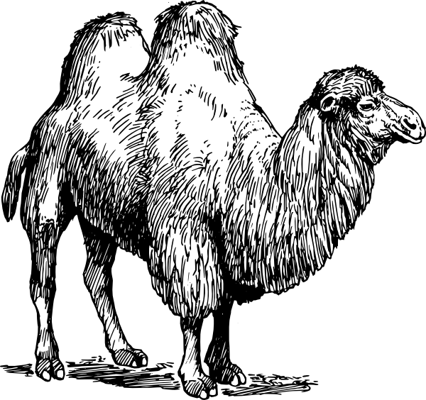 Black-and-white line drawing of a two-humped Bactrian camel standing in profile.