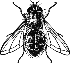 Black-and-white line drawing of a fly, showing detailed wings, segmented body, and bristled thorax.