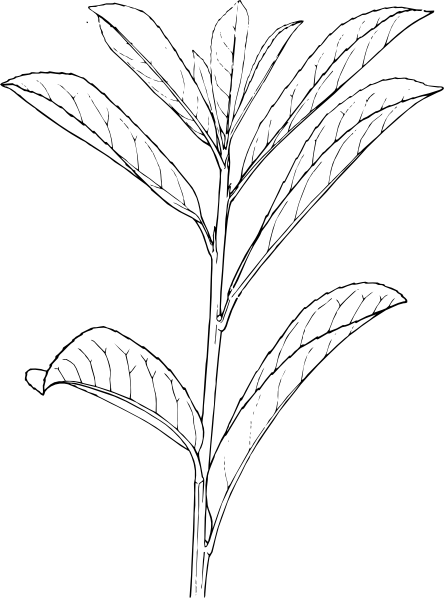 Botanical Illustration of Dicot Plant Stem with Opposite Leaves