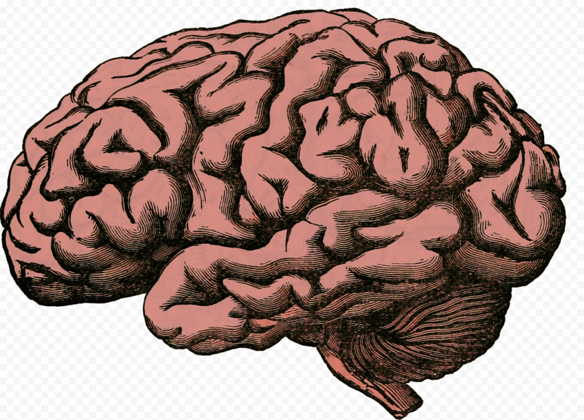 Detailed vintage-style illustration of a human brain with visible gyri and sulci in reddish-pink tones.