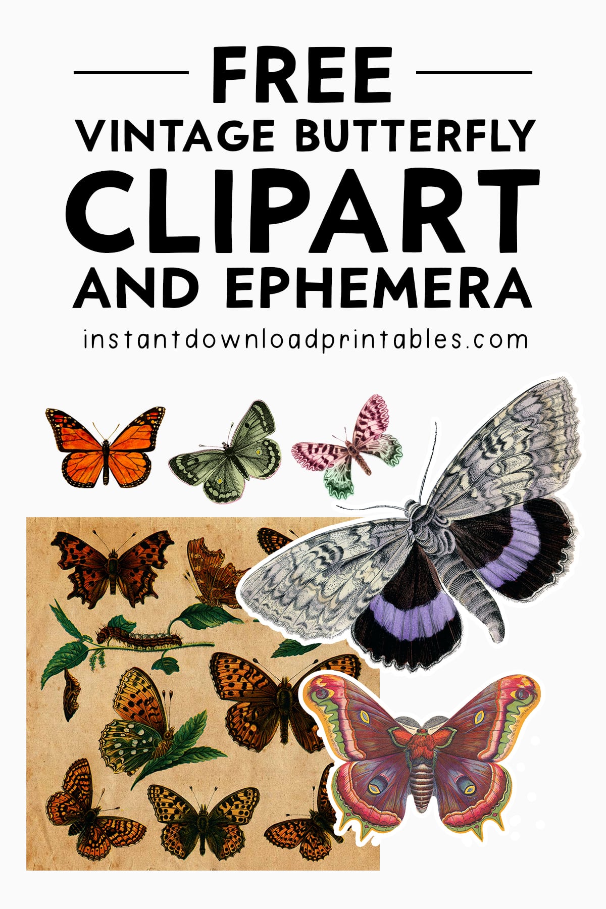 Vintage Art Butterfly Clipart Free Stock Photo - Public Domain - Clip ...