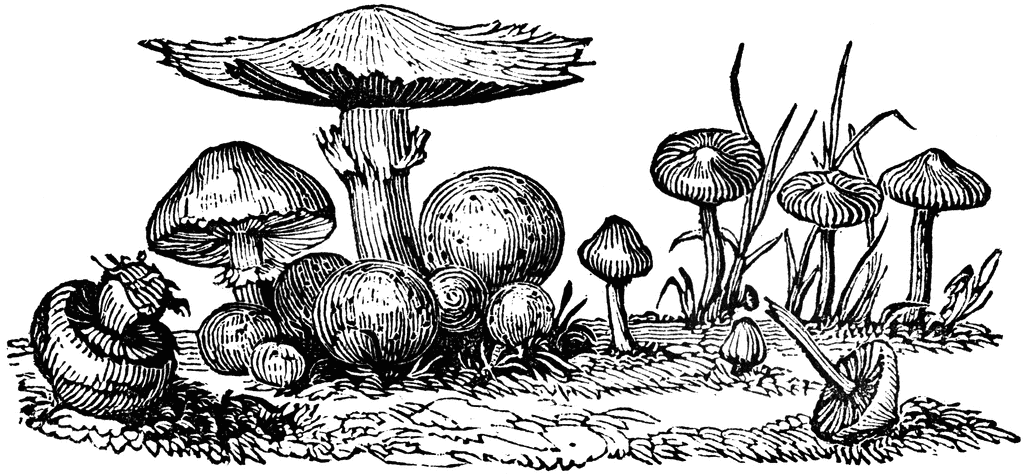 Black-and-white botanical illustration of diverse mushrooms and fungi growing in a forest floor setting.