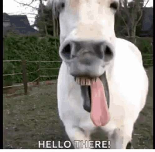 A white horse sticks out its tongue and bares teeth in a playful, close-up shot with "HELLO THERE!" text overlay.