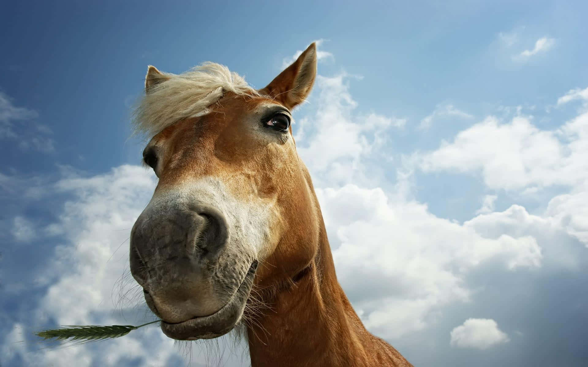 Close-up of a chestnut horse with a white forelock and grass in its mouth, against a blue sky with fluffy clouds.