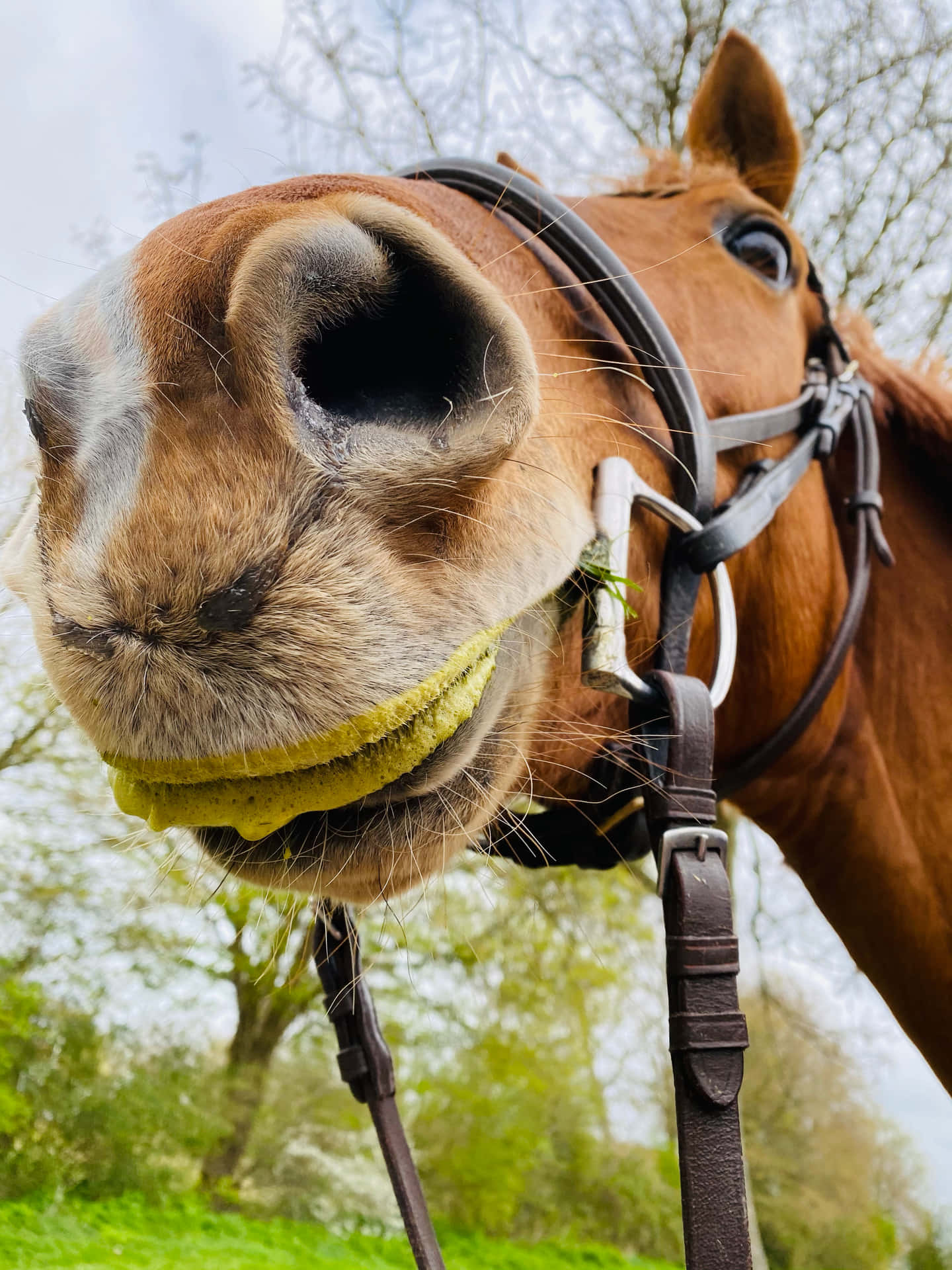 Chestnut horse with bridle chewing yellow treat, close-up outdoors in spring.