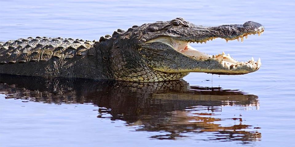 A large alligator with open jaws浮出水面, showing sharp teeth and textured scales, reflected in calm blue water.