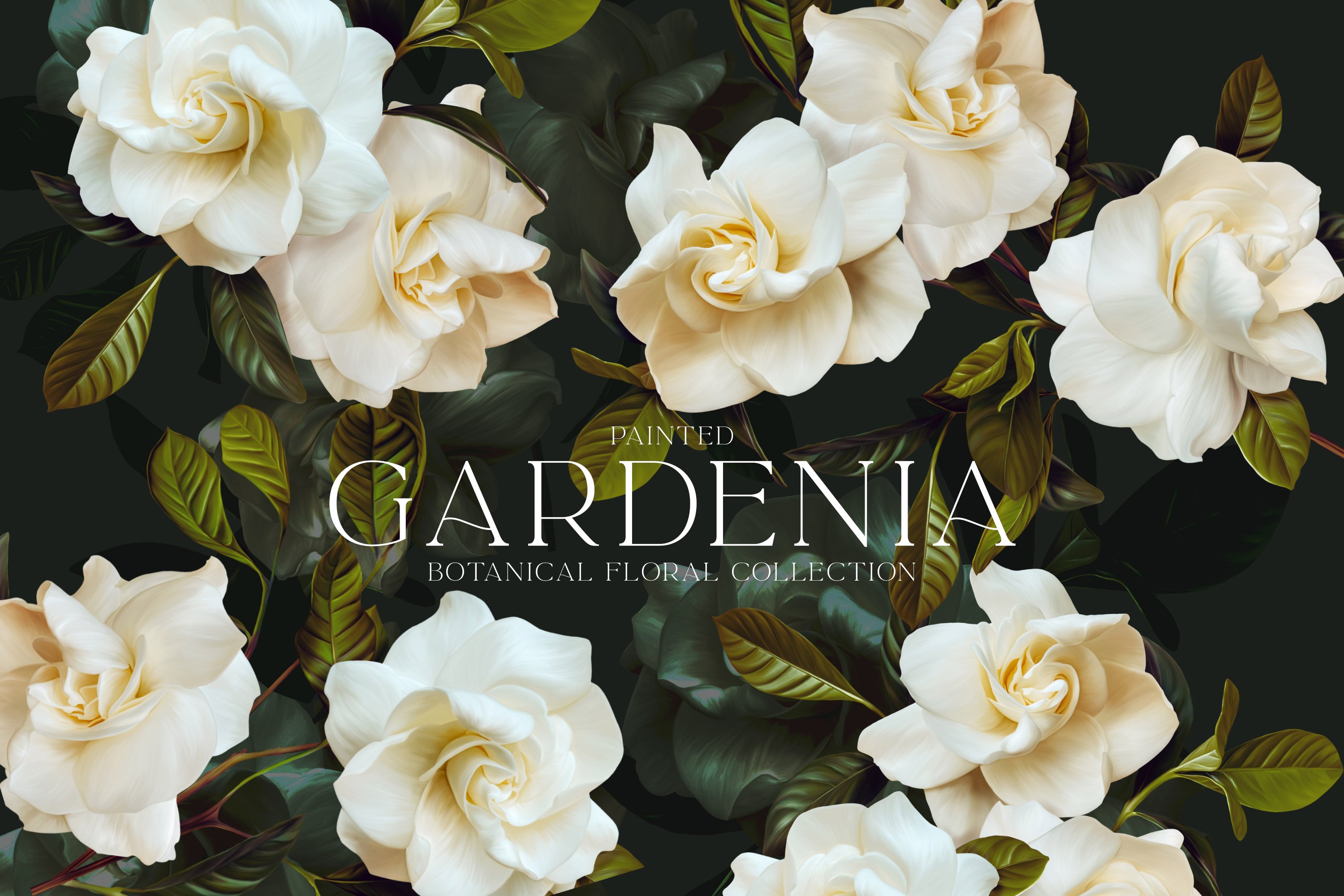 Painted gardenia flowers with lush green leaves on a dark background, part of a botanical floral collection.