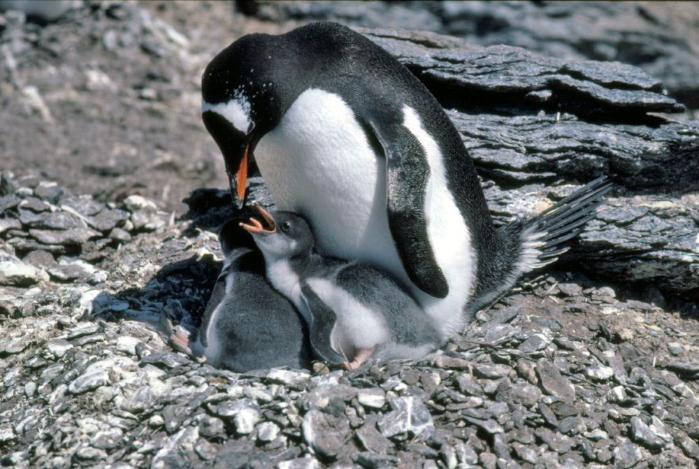 Gentoo penguin feeding two fluffy chicks on a rocky Antarctic nest.