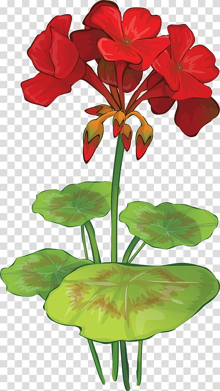 Red Geranium Flower Illustration - Botanical Clipart for Gardening & Design