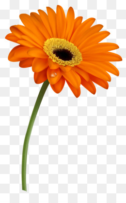 Vibrant orange gerbera daisy with yellow center and dewdrop on petal, isolated on transparent background.