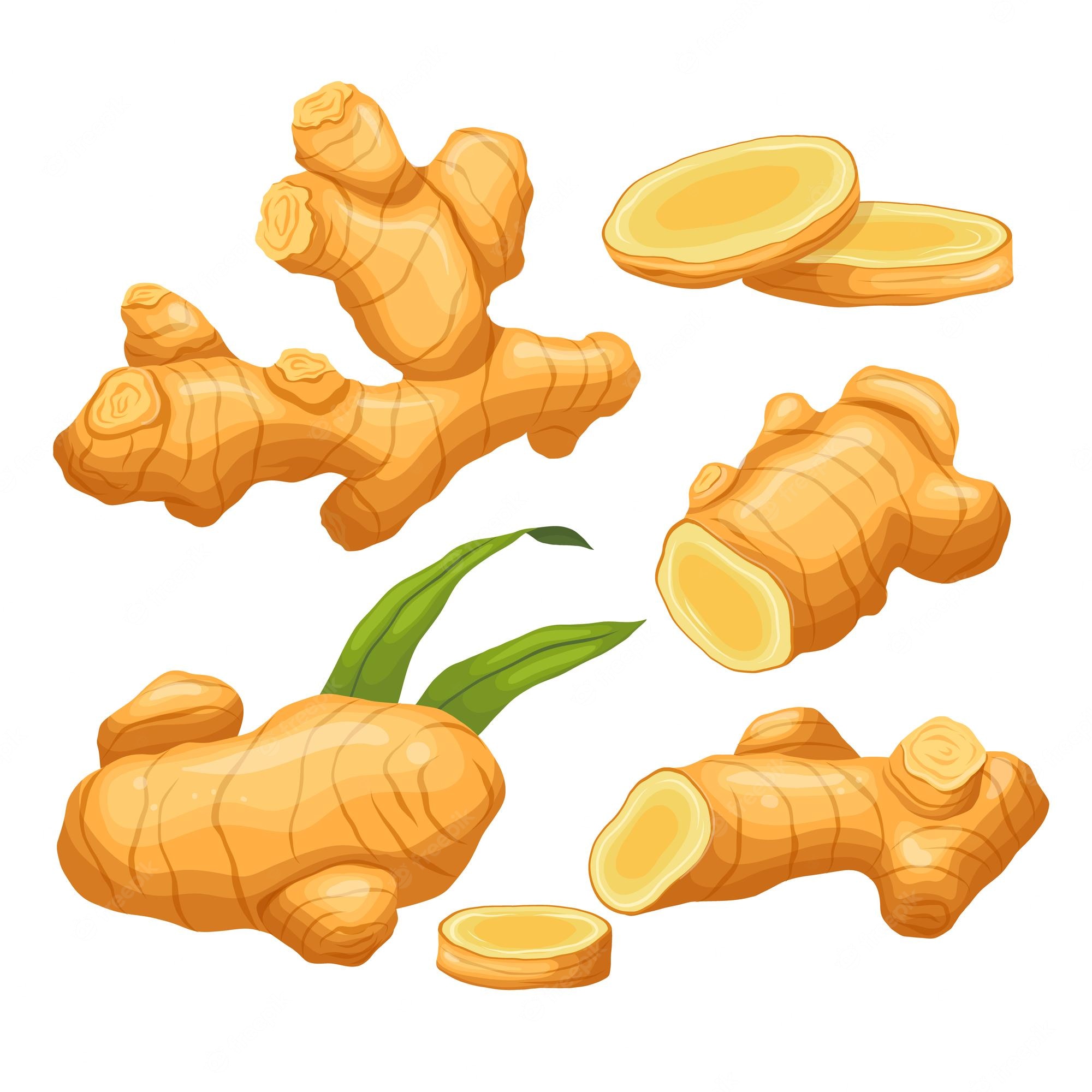 Raw Ginger Root With Slices Natural Food Organic Vector Image Clip Art Library 