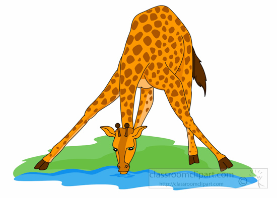 Giraffe Drinking Water - Free Classroom Clipart Illustration