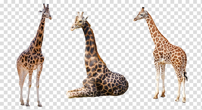 Three giraffes in different poses-standing, sitting, and standing again-against a transparent background.