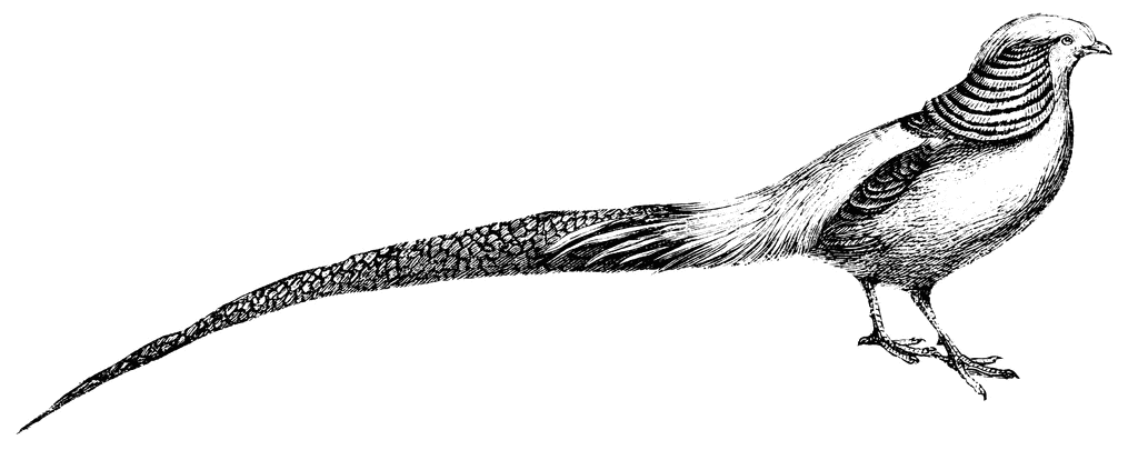Black-and-white line drawing of a male silver pheasant with long barred tail and ornate neck feathers.