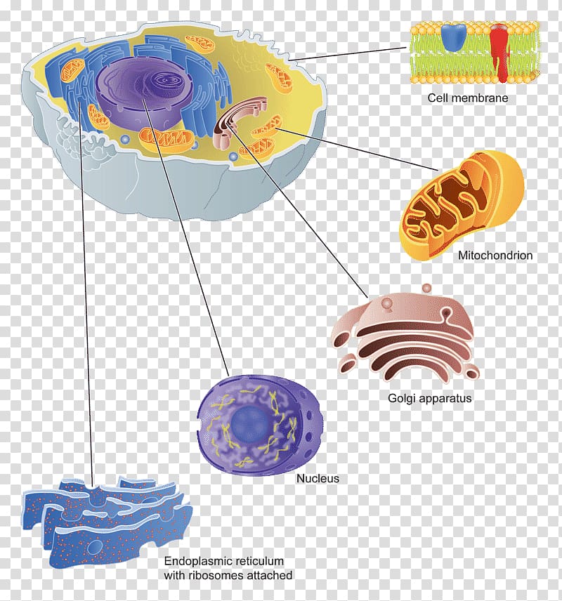 Animal Cell Structure Diagram - Organelles and Functions Explained
