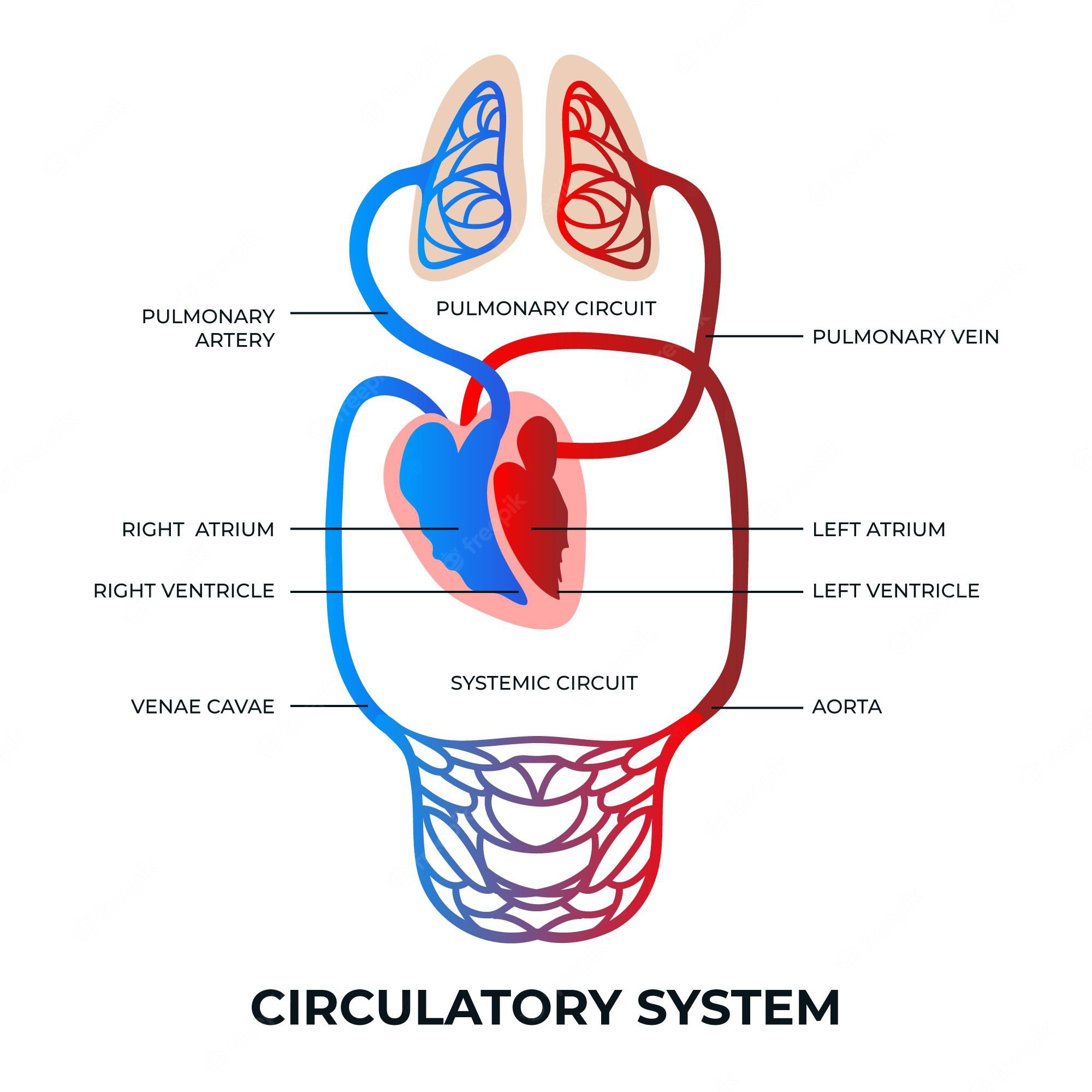 Circulatory System Clip Art Library