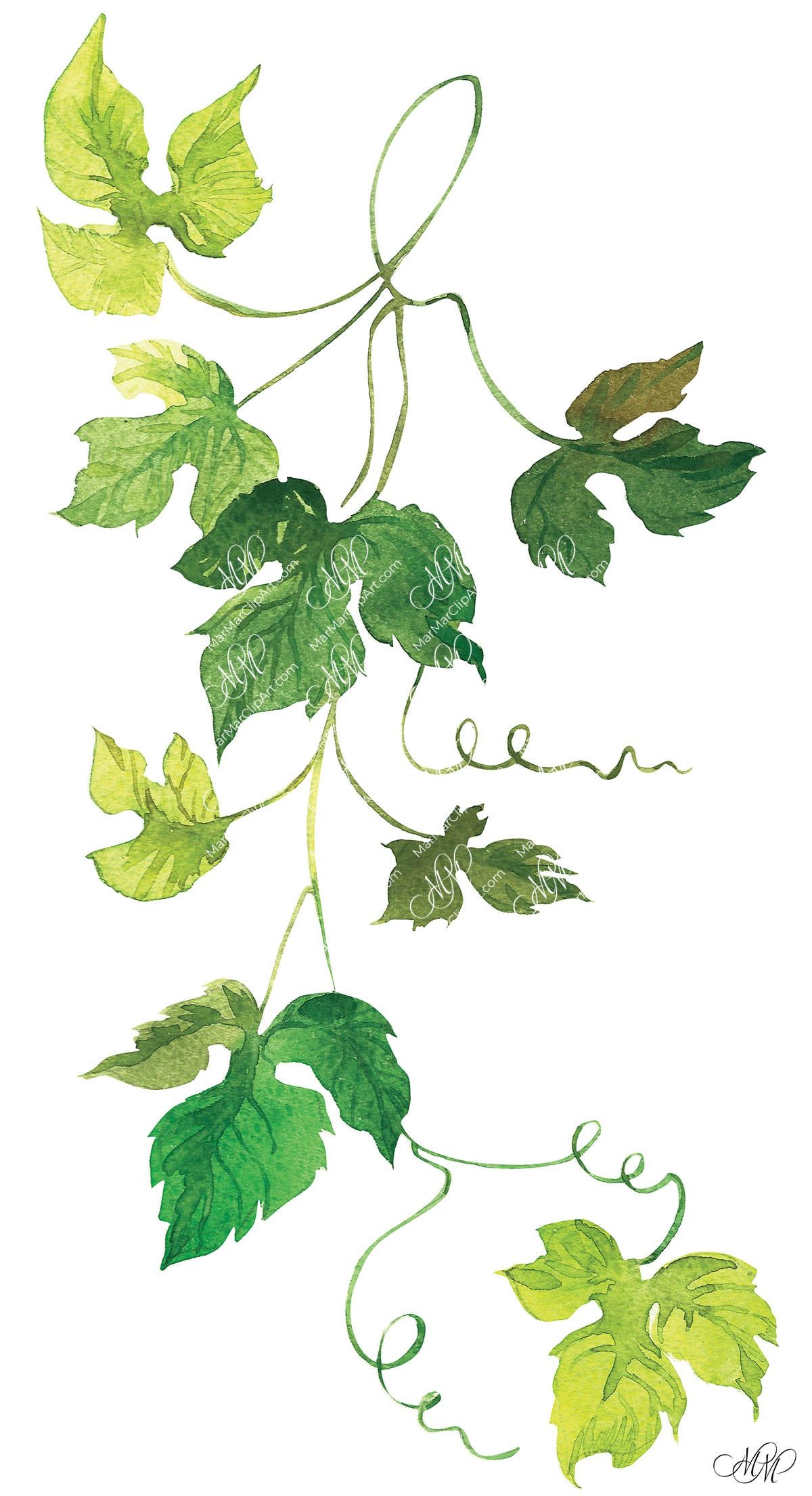 Vine Leaf Outline Icon. Grape Leaf Royalty Free SVG, Cliparts - Clip ...