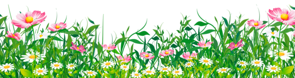 Vibrant spring meadow with pink cosmos and white daisies among lush green grass and foliage.