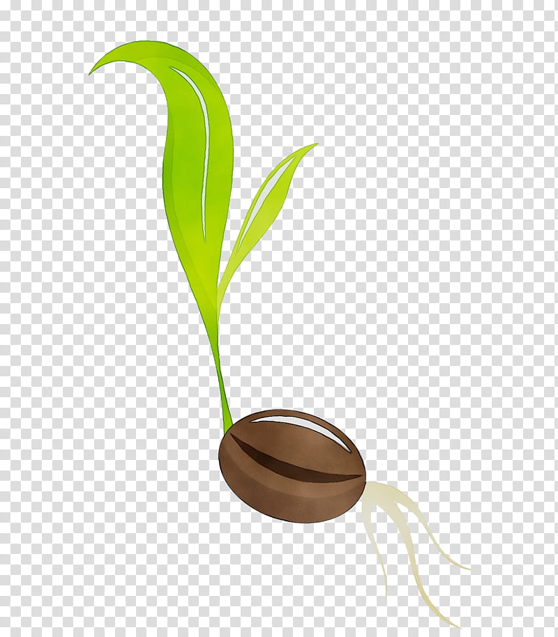Germinating coffee bean with green sprout and emerging roots on transparent background.