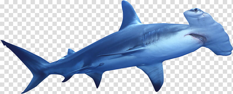 A blue hammerhead shark swimming with its distinctive T-shaped head and open mouth visible against a transparent background.