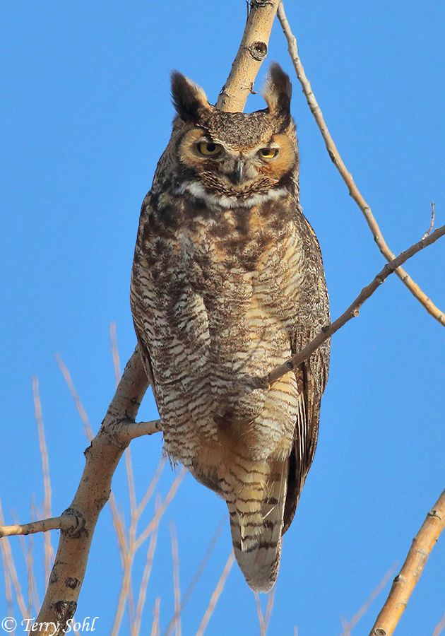 horned owls - Clip Art Library