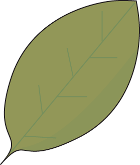 Simple green leaf illustration with visible veins on transparent background.