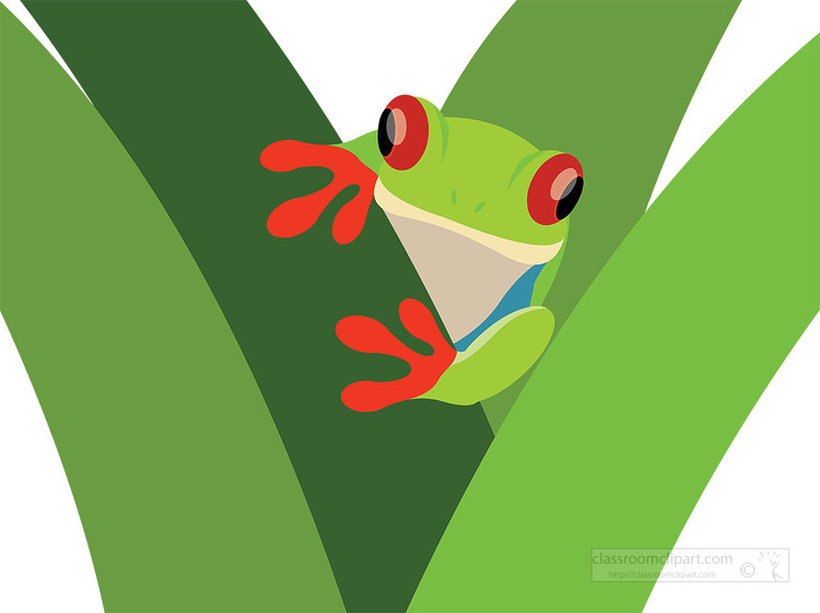 Bright green red-eyed tree frog peeking between large green leaves with vivid orange feet.