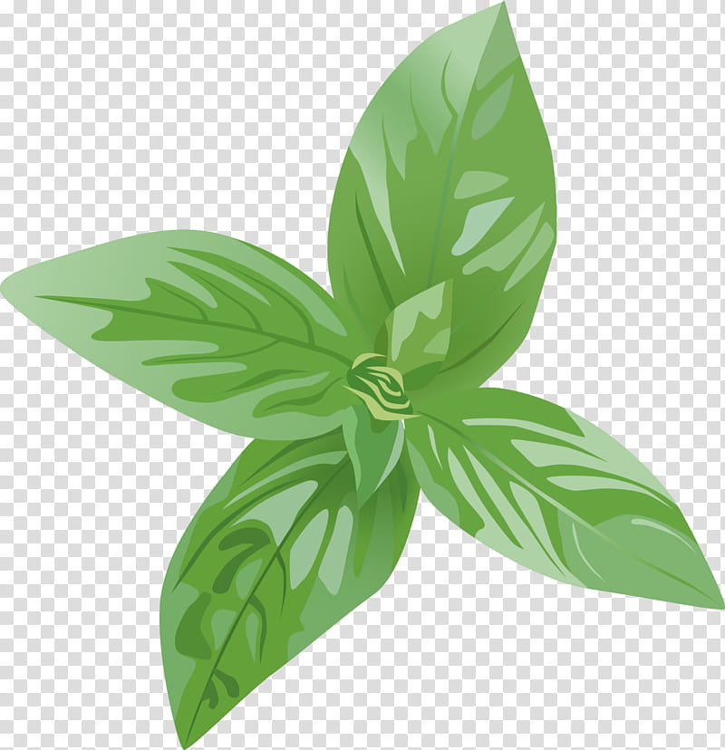 Fresh green basil leaves with visible veins, illustrated in vibrant detail on transparent background.