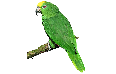 Parrot Clipart Green Parrot - Parrot Transparent PNG - 640x480 - Clip