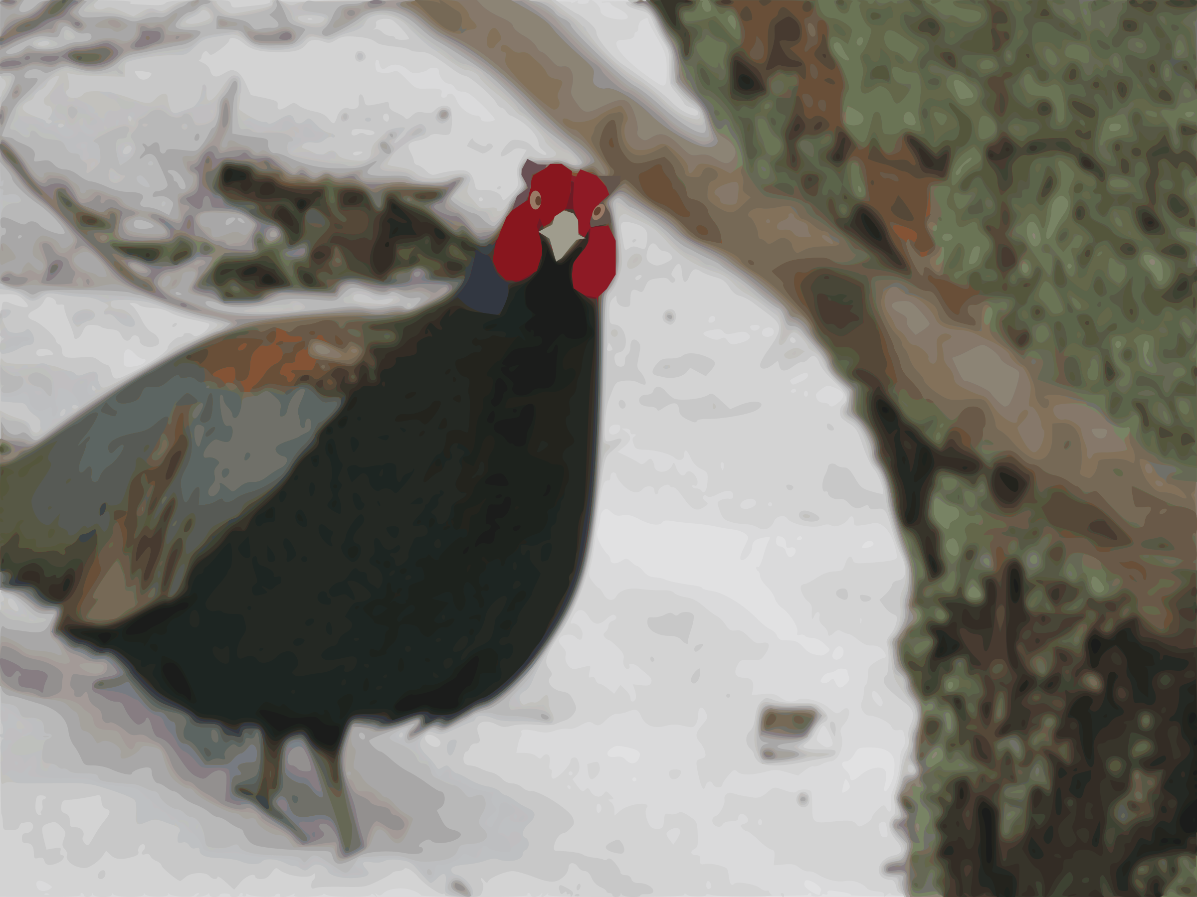 A stylized black bird with vivid red facial wattles standing on snow-covered ground.