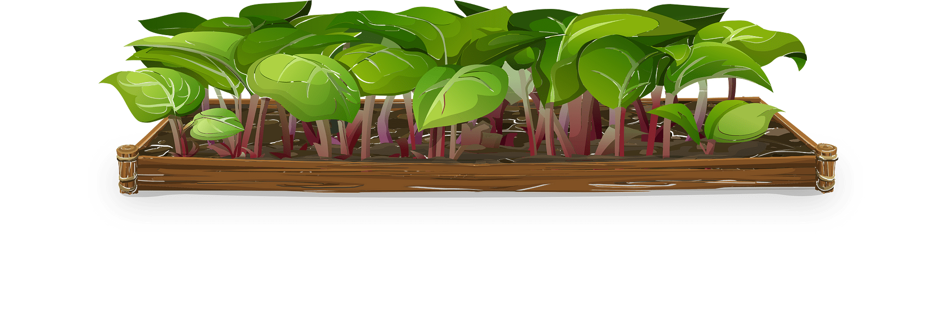 Wooden planter box filled with vibrant green leafy vegetables and reddish stems, ideal for home gardening.