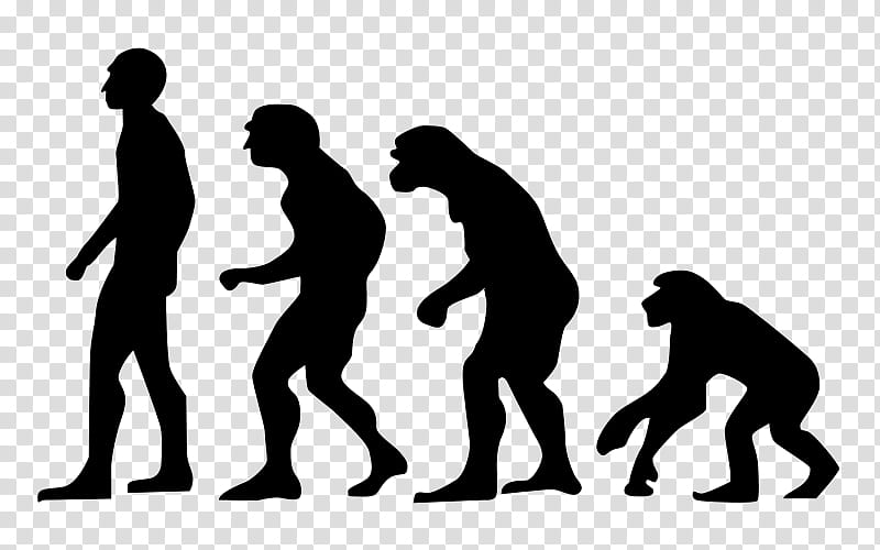 Evolution Clip Art at Clker.com - vector clip art online, royalty ...