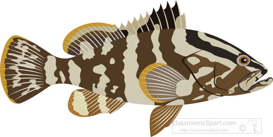 groupers - Clip Art Library