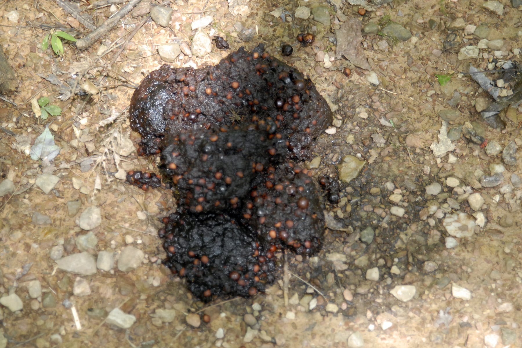 Bear Scat Identification Guide | Black and Grizzly Images 