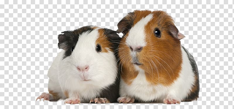 Two adorable guinea pigs with tri-color coats sitting side by side on a transparent background.